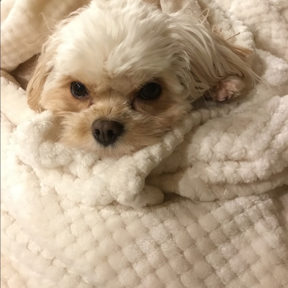 Monty Is Cranky When Fellow Poshers Don't Share!